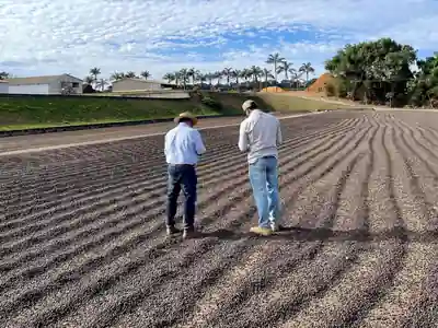 Séchage des cafés au soleil à la Fazenda Rio Brilhante