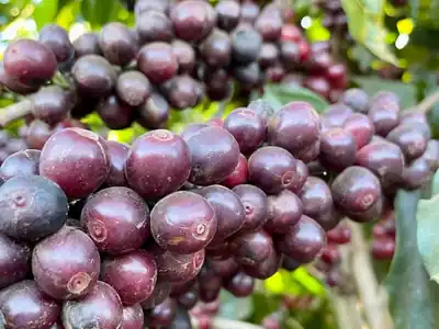 Cerises de café mûres, Brésil