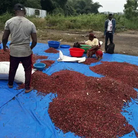 Coopérative COCOI à Lukula, Congo