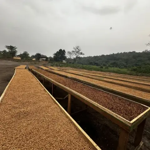 Séchage du robusta à la coopérative COCOI, Congo