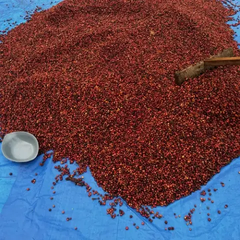 Coopérative COCOI, Kongo-Central