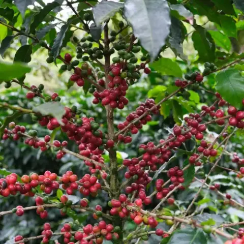 Finca San Lorenzo, Cobán, Guatemala