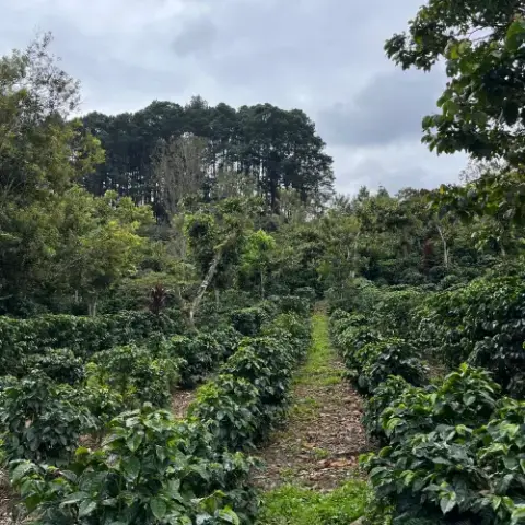 Caféiers de la Finca San Lorenzo, Guatemala