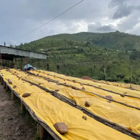 Lits de séchage de la station de lavage Abakundakawa, Rwanda