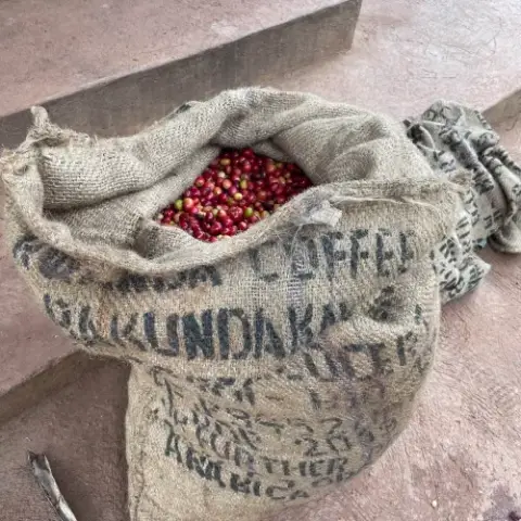 Cerises de café à la station Abakundakawa, Rwanda