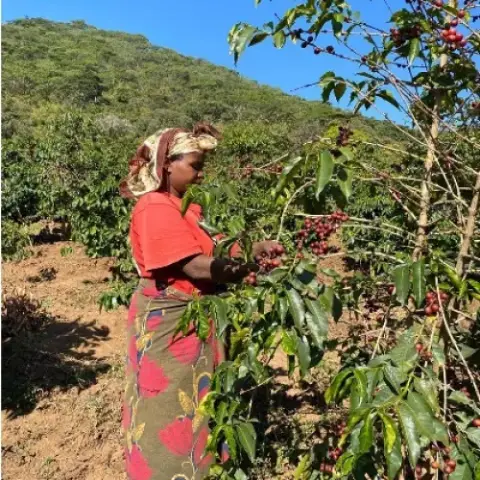 Cueillette du café en Tanzanie