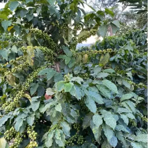Coopérative agricole Malolo, région de Songwe, Tanzanie