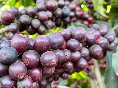 Café de spécialité et score SCA : tout comprendre